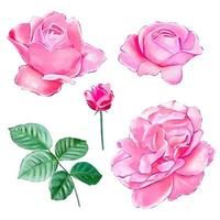reeks van roze thee rozen vector