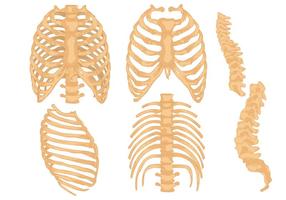 Rib cage vector set