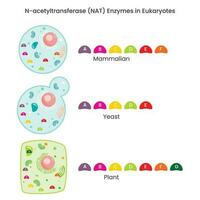 n-acetyltransferase nat enzym werkzaamheid in verschillend soorten vector