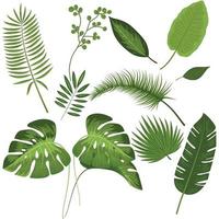 botanisch groen blad vector