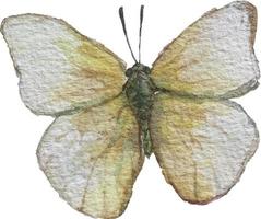 handgetekende vlinder vector