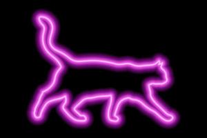 neon roze kat Aan een zwart achtergrond. de kat wandelingen met haar staart verheven hoog vector