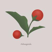 withania somnifera, ashwagandha geneeskrachtig rood bessen. vector