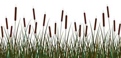 moeras riet achtergrond. groen moeras wandelstokken riet bruin bloeiwijzen struik met gebladerte Open ruimte mooi vector botanisch cattail ornament clip art vijver rivier.