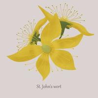 st John's wort kruid in bloeien met geel bloemen. geneeskrachtig kruidachtig fabriek Aan een grijs achtergrond. vector