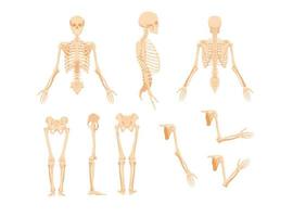 onderdelen van menselijk skelet. bovenste een deel met schedel rib kooi en armen draaide zich om in profiel van voorkant en kant poten met heup gewricht en vector armen.