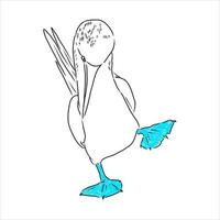 blauwbenige booby vector schets