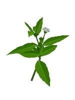 eclipta alba, eclipta prostrata of bhringraj, ook bekend als valse madeliefje, is een effectieve medicinale kruidenplant in de ayurvedische medicine.vector afbeelding. vector