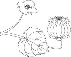 abutilon indicatie tuthi blad vector icoon zwart en wit