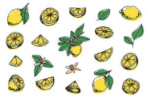 vector citroen clip art. hand- getrokken citrus set. fruit illustratie. voor afdrukken, web, ontwerp, decor