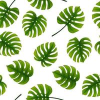 naadloos patroon van monstera bladeren. tropisch bladeren van palm boom achtergrond vector