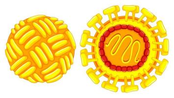 close-up diagram van zika-virus vector