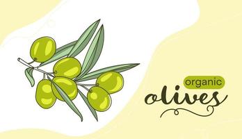 banier vector tekening van groen olijven. de lijn van de tekening met de opschrift biologisch olijven