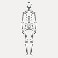handgetekende sktech van een menselijk skelet vector