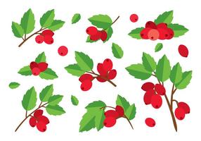 Rosehip flat vector