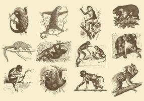 Vintage Illustraties Van Dieren vector