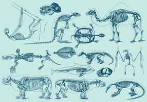 Vintage Animal Skeletons vector