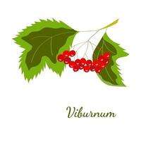 viburnum kleur ma vector