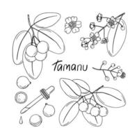 hand- getrokken tamanu fabriek schetsen. reeks van takken, bloemen en noten van calophyllum inofyllum. kunstmatig, parfumerie en medisch ingrediënt vector