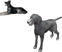 grijs weimaraner, illustratie, vector Aan wit achtergrond.