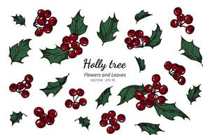 hand getrokken holly bessen en bladeren vector