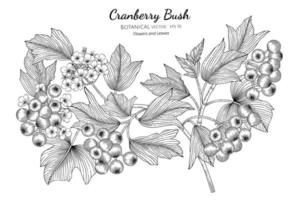 hand getekende Amerikaanse cranberry bush vector