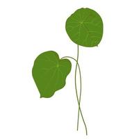 gotu kola vector stock illustratie. centella asiatica is een medicinale plant. kruiden helpen om ontstekingen te genezen. geïsoleerd op een witte achtergrond