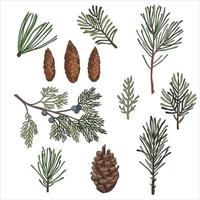 vector illustratie met bessen en kegels. reeks van herfst takken van pijnboom, net en arbovita. Woud herbarium verzameling.