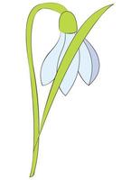 sneeuwklokje bloem of galanthus nivalis. voorjaar vector illustratie.