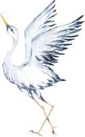 reiger vogelstand waterverf geïsoleerd Aan wit achtergrond.hand getrokken dier illustratie.egret vogel. vector