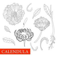 calendula zwart en wit. kleur goudsbloemen bloem. botanisch illustratie. mooi zo voor cosmetica, geneesmiddel, behandelen, aromatherapie, verpleging, pakket ontwerp, veld- boeket.medicinaal planten anti stress vector