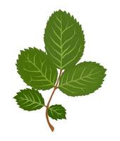 roos bladeren gouache vlak illustratie. groen bladeren geïsoleerd Aan wit achtergrond voor omhulsel papier, behang vector