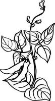 vector hand- getrokken schetsen reeks van soja. inkt botanisch kruiden illustratie. vegetarisch en gezond voedsel in wijnoogst stijl voor afdrukken, inpakken, menu, kleding stof en andere ontwerp. . vector illustratie