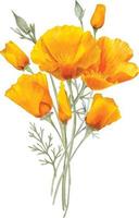 waterverf oranje Californië klaprozen bloemen vector