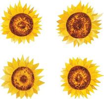 waterverf zonnebloemen boeket vector