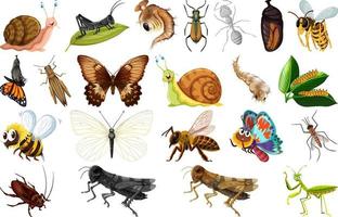 verschillend soorten van insecten verzameling vector