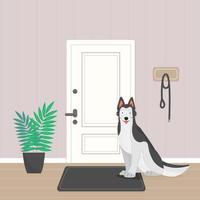 een Siberisch schor hond is aan het wachten voor een wandelen. de hond is zittend in de gang door de deur. vector huisdier illustratie.