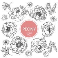 peony bloemen instellen vector