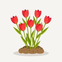 rood tulpen met hoop van bodem, grond. tuinieren, aanplant bloemen. voorjaar tijd vector