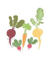 reeks van verschillend planten voor groeit groenten met wortel structuur. bieten, wortels, rapen, radijs. vector illustratie in vlak stijl
