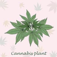 eenvoud cannabisplant uit de vrije hand tekenen plat ontwerp. vector