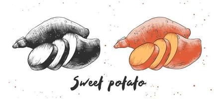 vector gegraveerde stijl illustratie voor affiches, decoratie en afdrukken. hand- getrokken schetsen van zoet aardappel in monochroom en kleurrijk. gedetailleerd vegetarisch voedsel tekening.