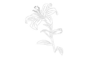 lelie bloemen. bloeiende lelie. silhouet van lelie bloemen geïsoleerd op een witte achtergrond. vectorillustratie. vector