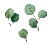 groen twijgen en bladeren. waterverf illustratie vector