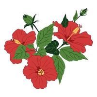 boeket van rood hibiscus bloemen vector