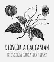 vector tekeningen van dioscorea Kaukasisch. hand- getrokken illustratie. Latijns naam dioscorea caucasica lippenstift.