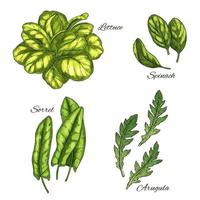 groen groente en salade blad schetsen reeks vector