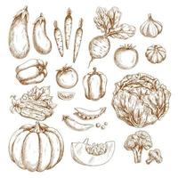 schetsen boerderij groenten geïsoleerd pictogrammen reeks vector