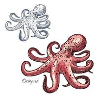 Octopus geïsoleerd schetsen voor zeevruchten ontwerp vector