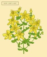 heilige Johns wort bloeiend Afdeling vector